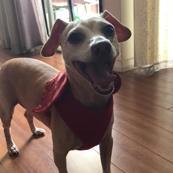 Devil Wings Harness - Picture 2 of 6